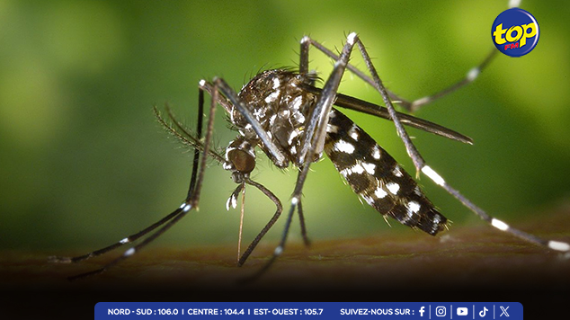 Il ne reste qu’un seul cas actif, selon les autorités Dengue à Maurice :