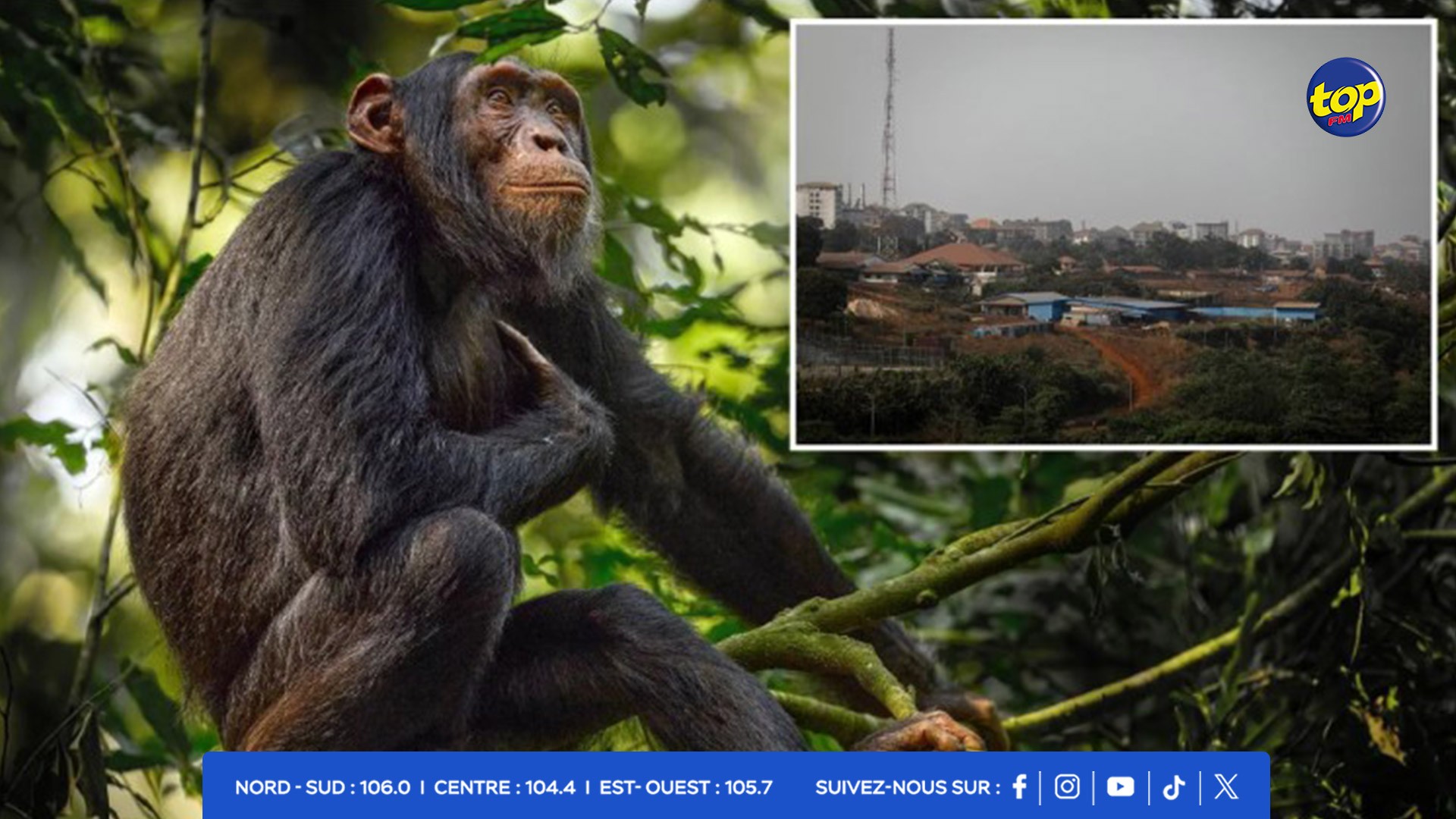 Des habitants de la région de Bossu, en Guinée, ont saccagé un centre de recherche sur les chimpanzés la semaine dernière. Des habitants de la région de Bossu, en Guinée, ont saccagé un centre de recherche sur les chimpanzés la semaine dernière.