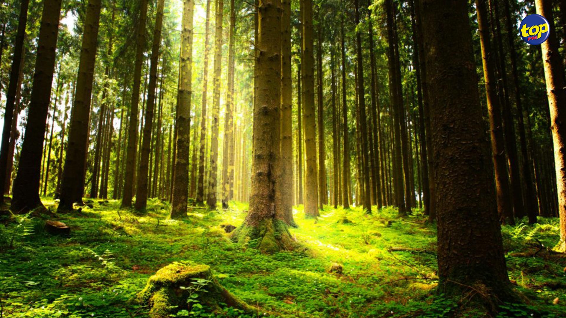 Environnement Environnement