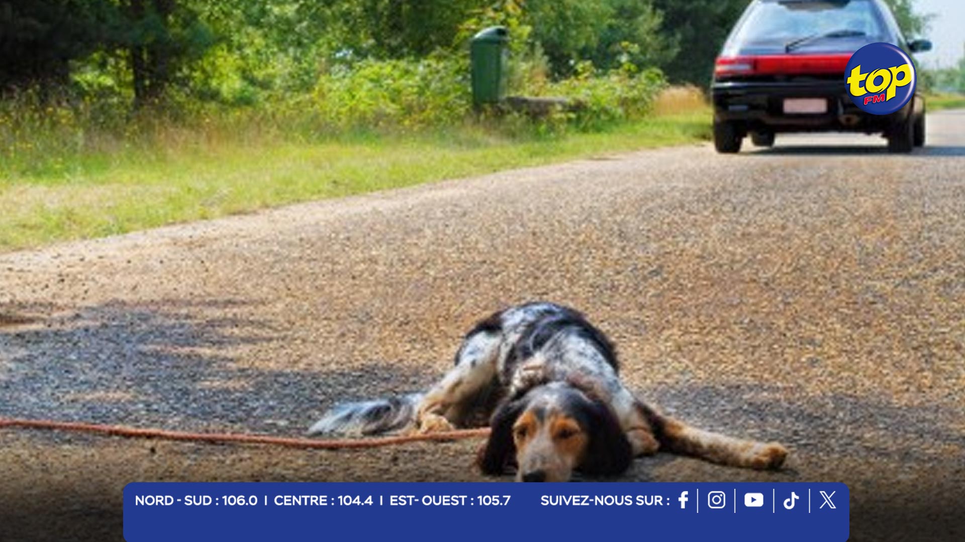 Journée mondiale contre l’abandon des animaux Journée mondiale contre l’abandon des animaux