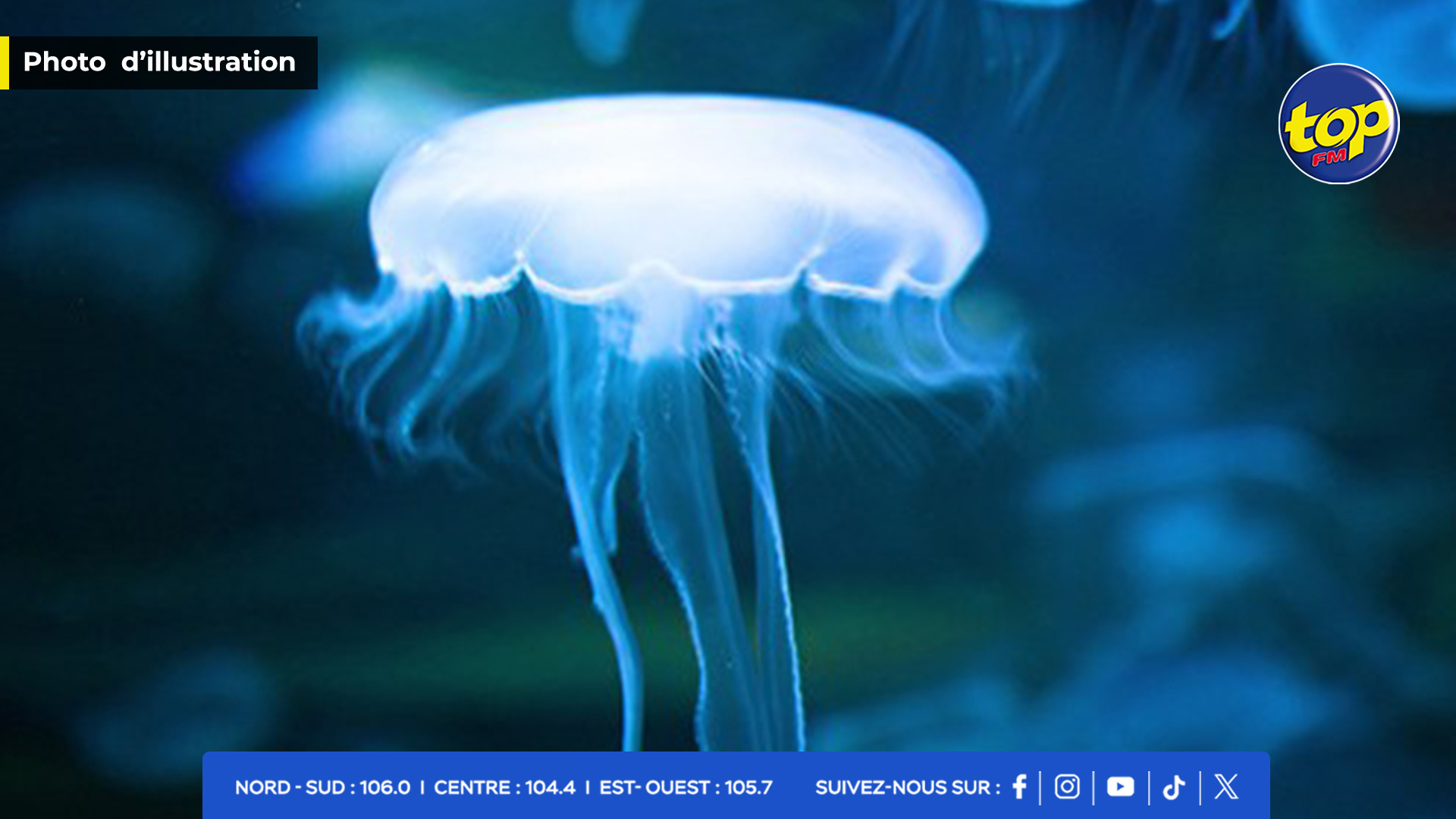 MEDUSES MEDUSES