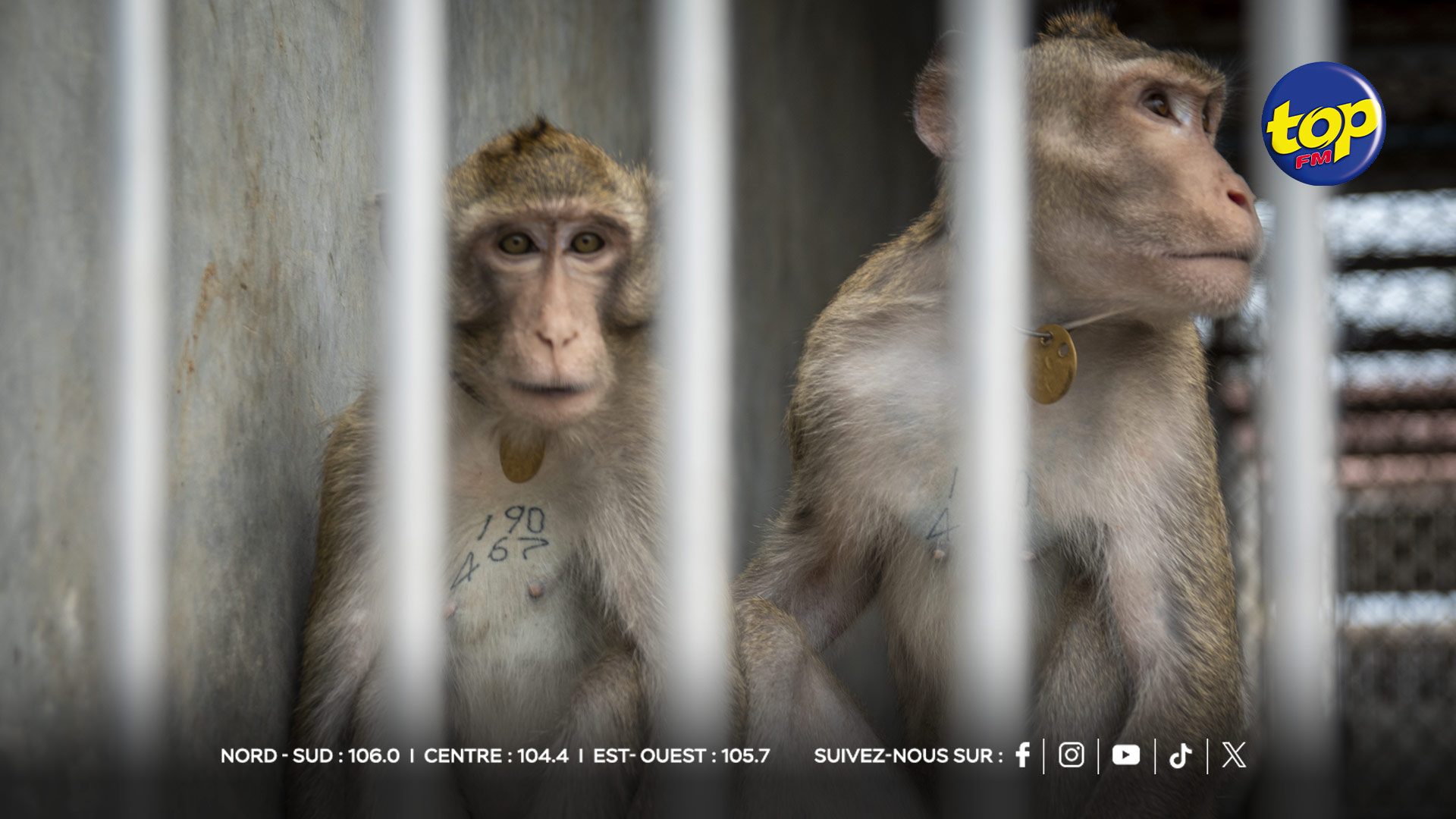 SINGES SINGES