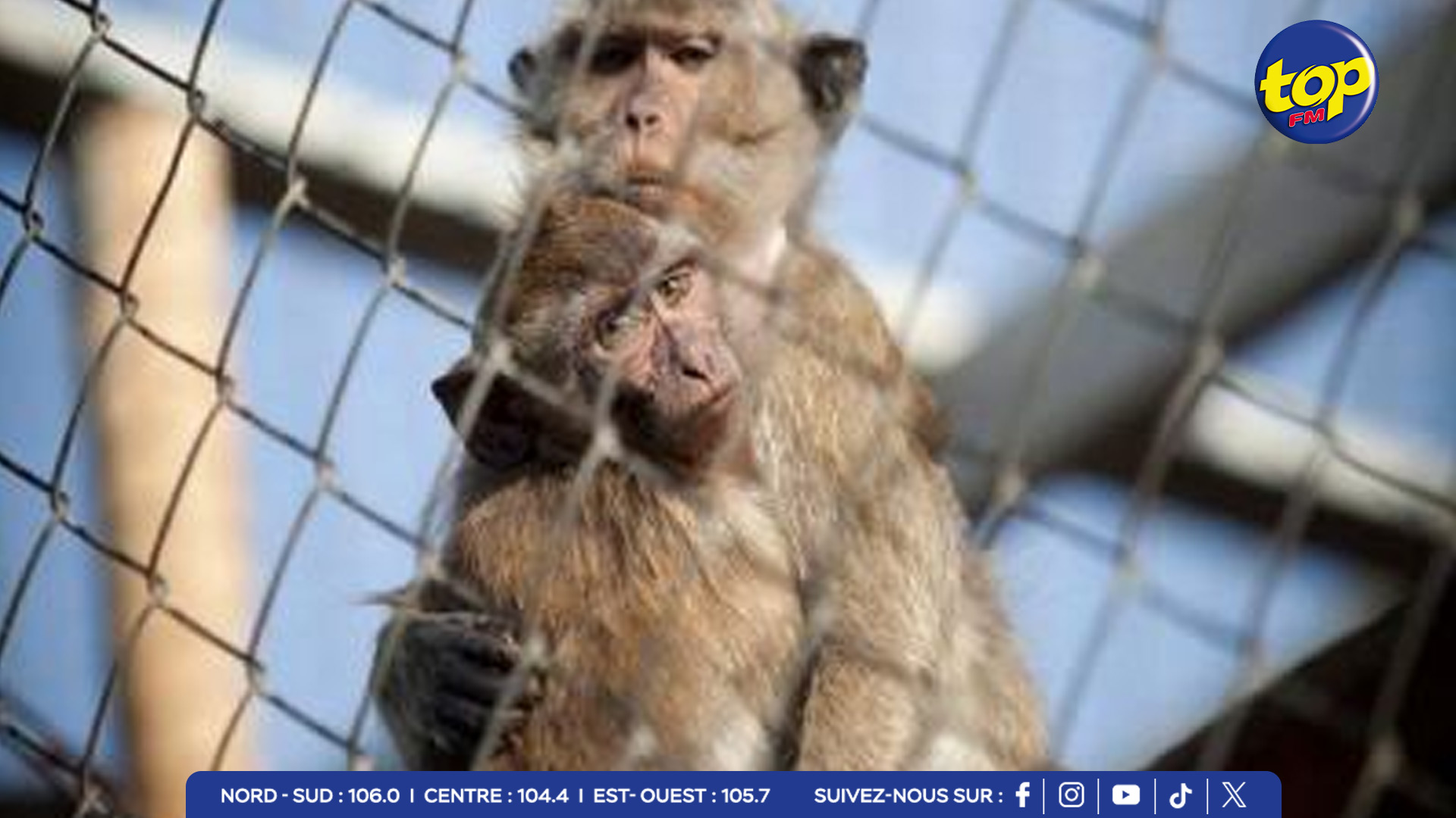 SINGE SINGE