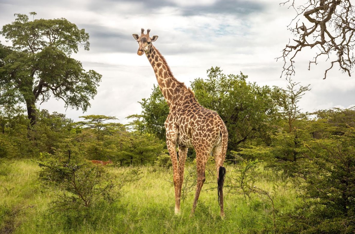 GIRAFFE GIRAFFE