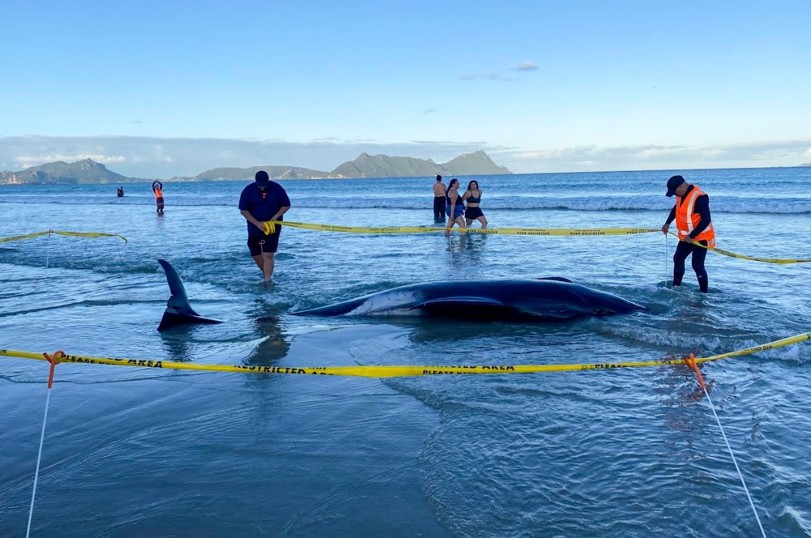 Nouvelle-Zélande - des habitants sauvent plus de 30 baleines échouées Nouvelle-Zélande - des habitants sauvent plus de 30 baleines échouées