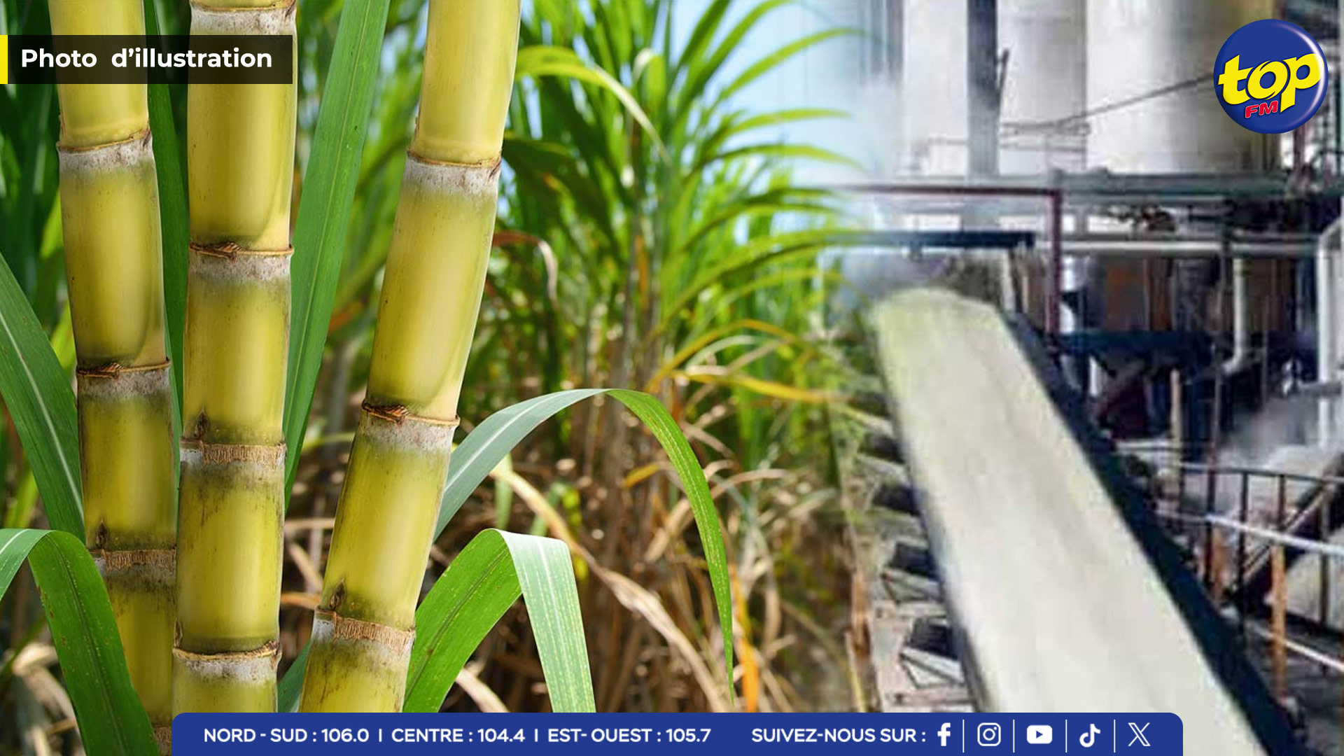 SUGARCANE SUGARCANE