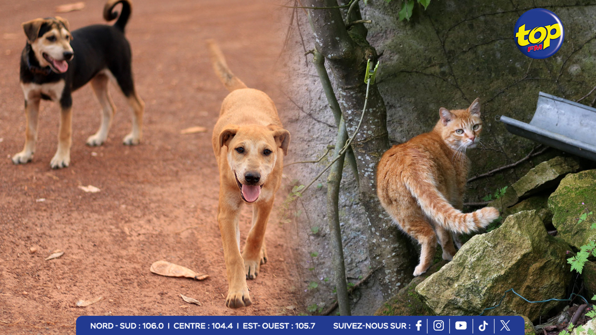 chiens-et-chats-errants-à-Maurice chiens-et-chats-errants-à-Maurice