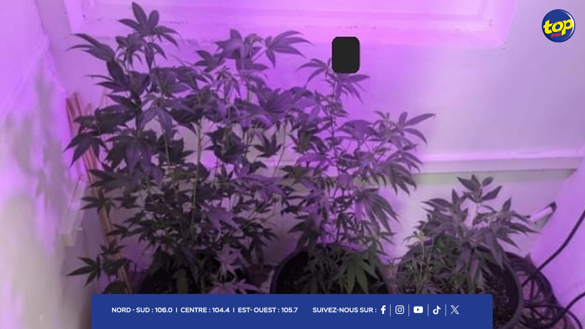 culture de cannabis culture de cannabis