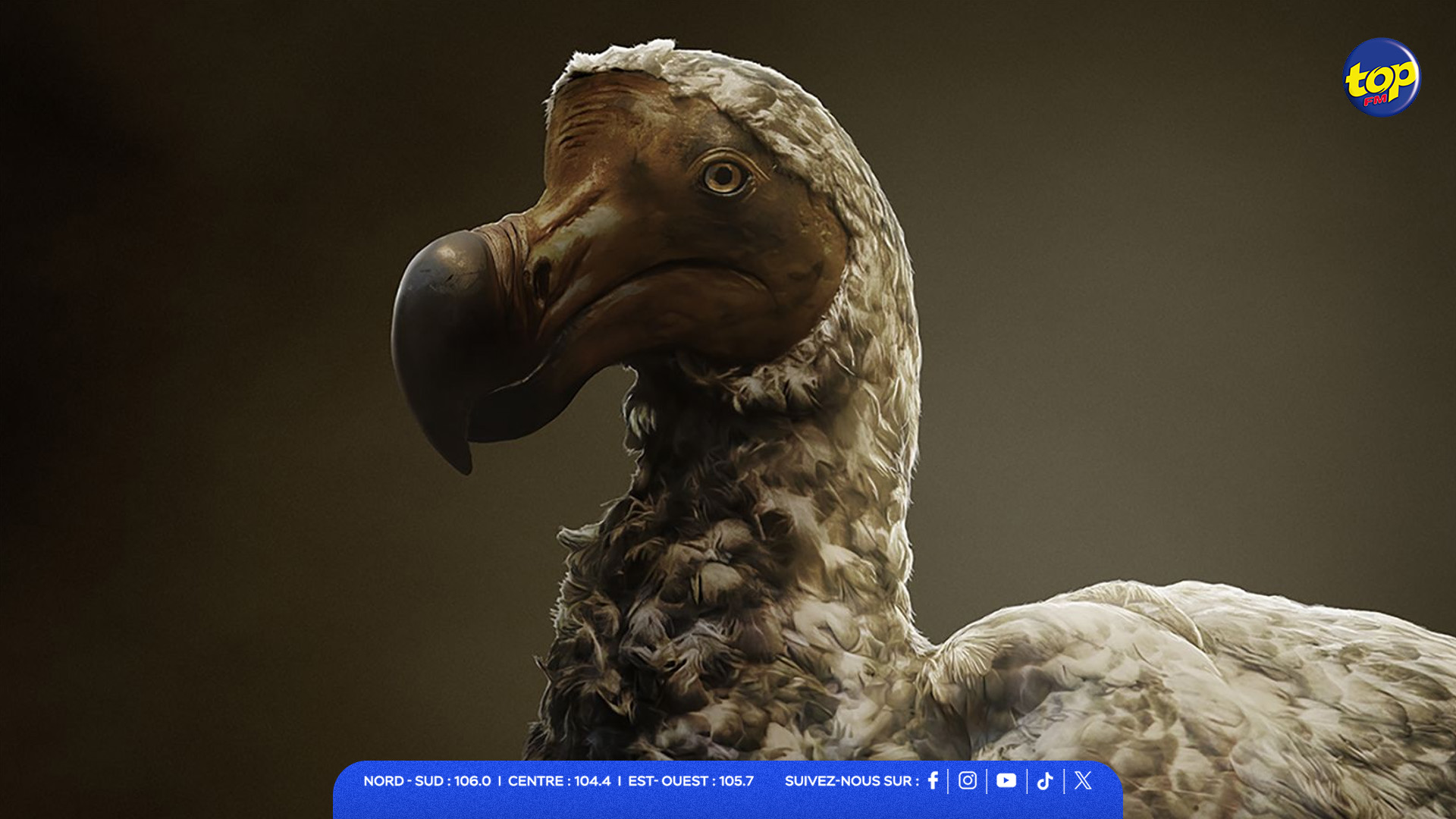 Dodo Dodo
