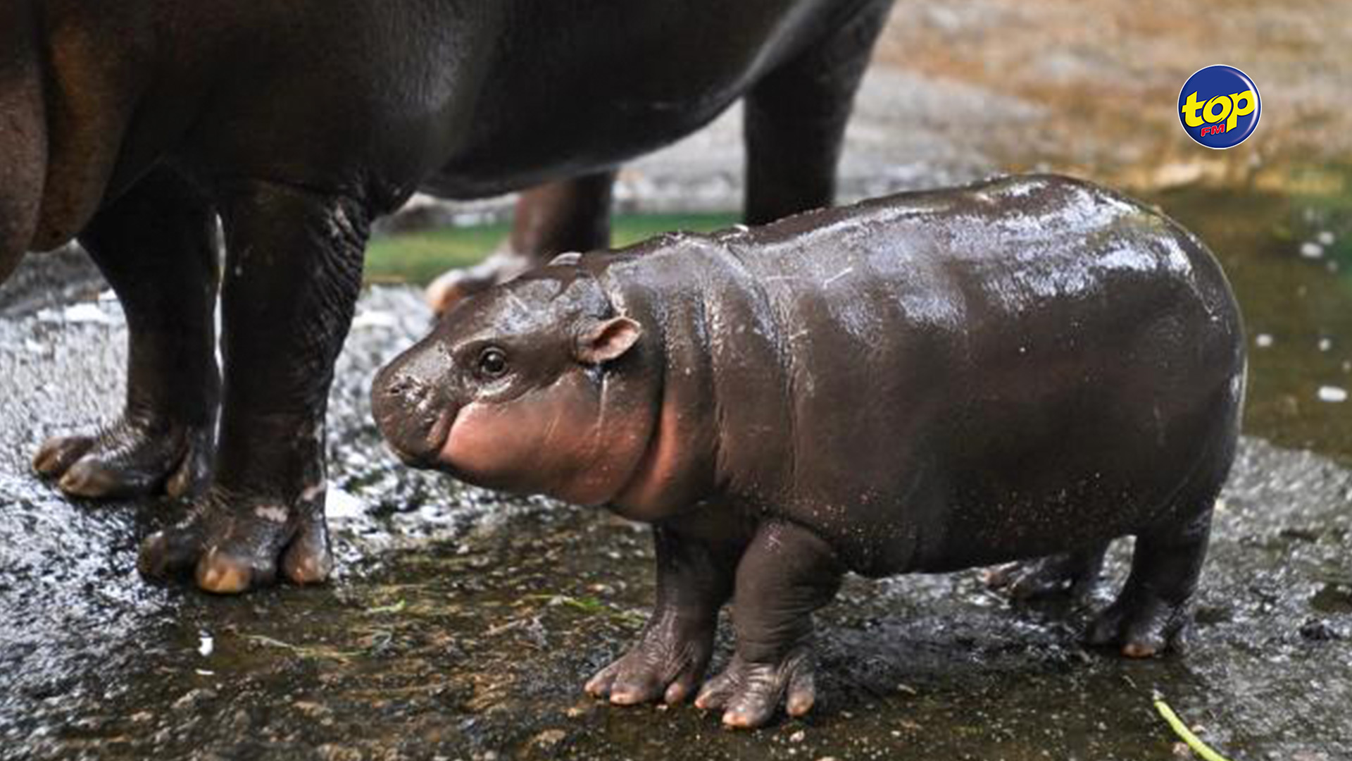 hippopotame hippopotame