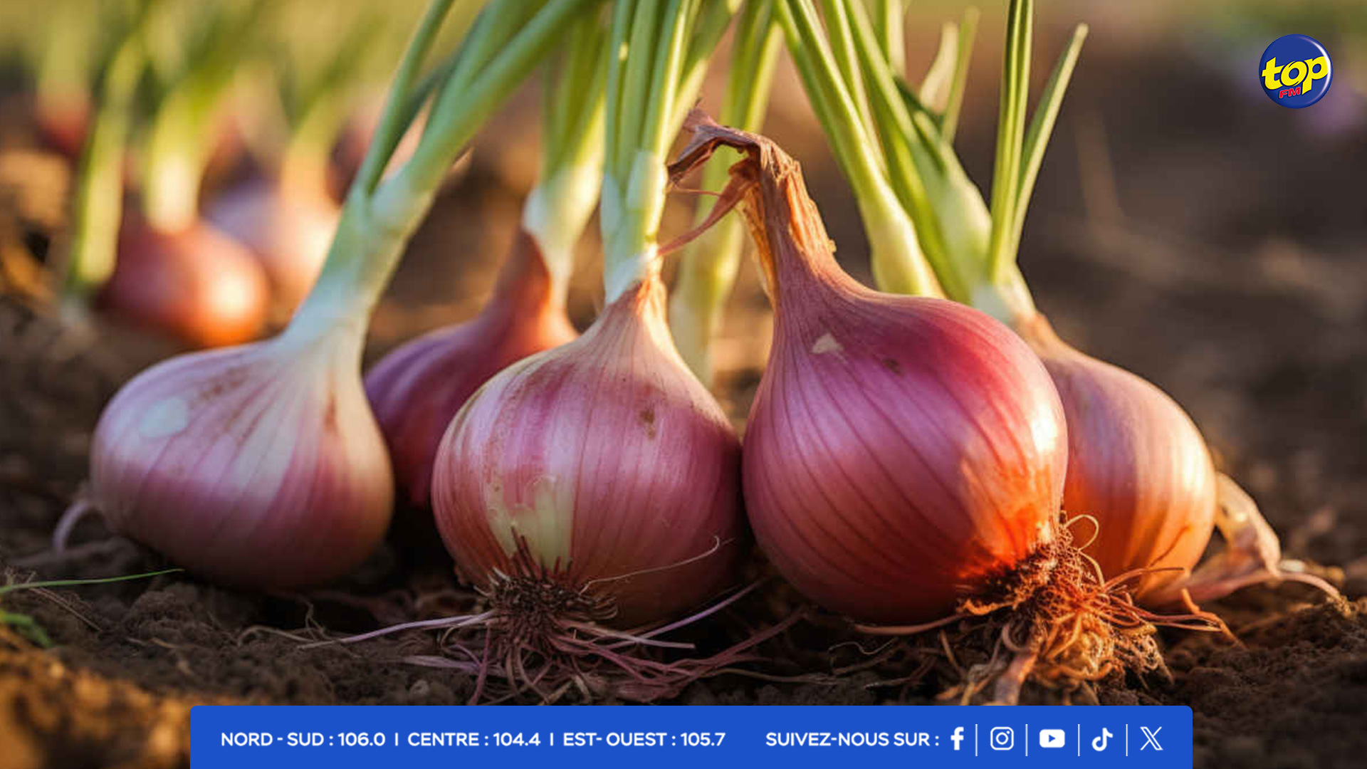 onion onion