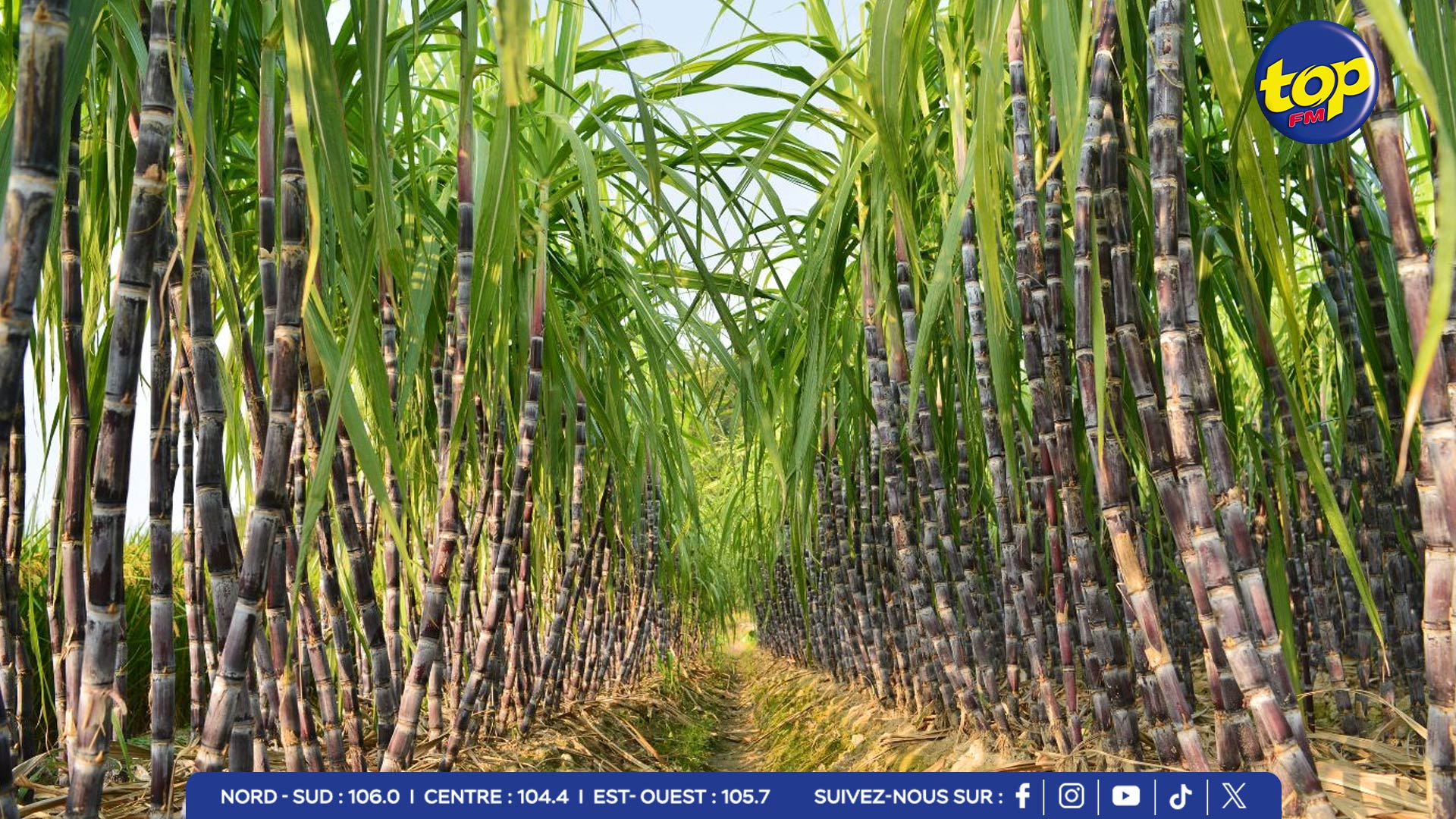 plantations-sucrières plantations-sucrières